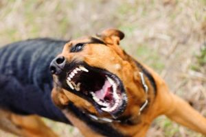 Snarling German Shepherd, Riverdale dog bite lawyer concept