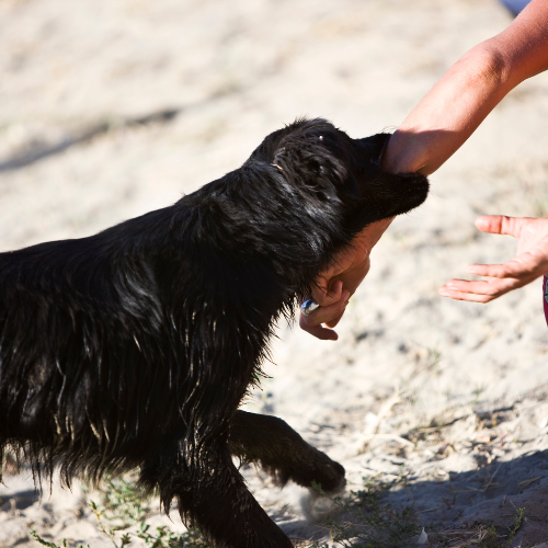 best-atlanta-african-americandog-bite-attorney-humphrey-ballard-hbinjury